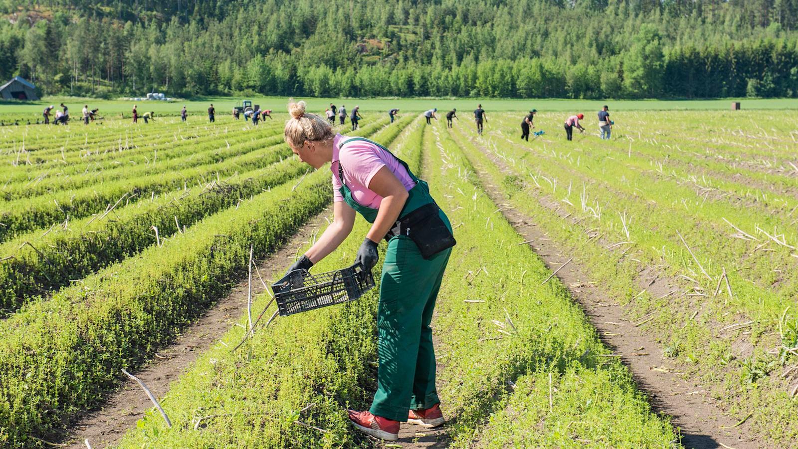 Parsa ei odota pellossa. Iryna Kurinska poimii parsaa Järvenkylän tilalla jo kahdeksatta vuotta.