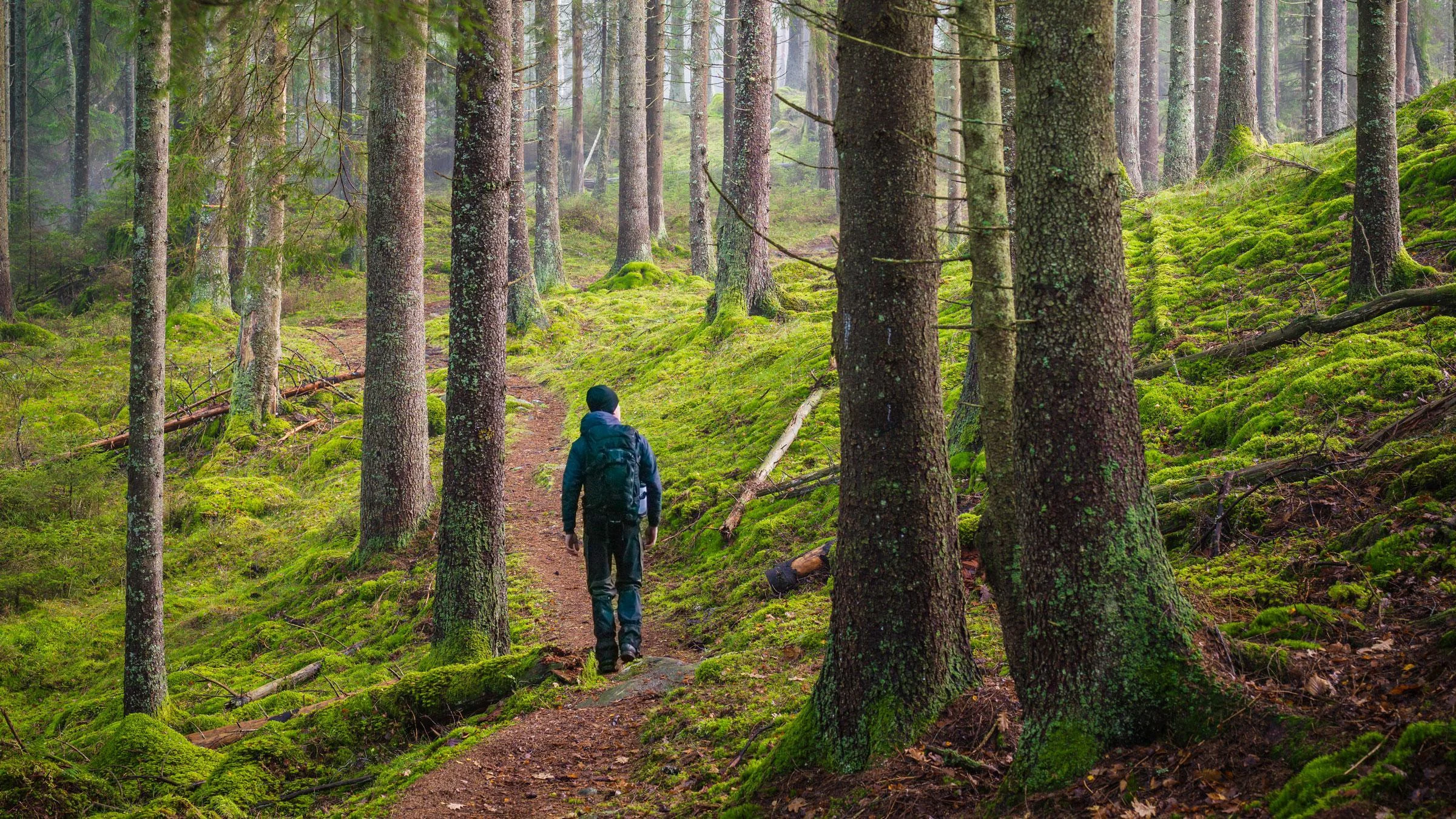 Metsässä mieli virkistyy ja liikuntaa saa ihan huomaamatta