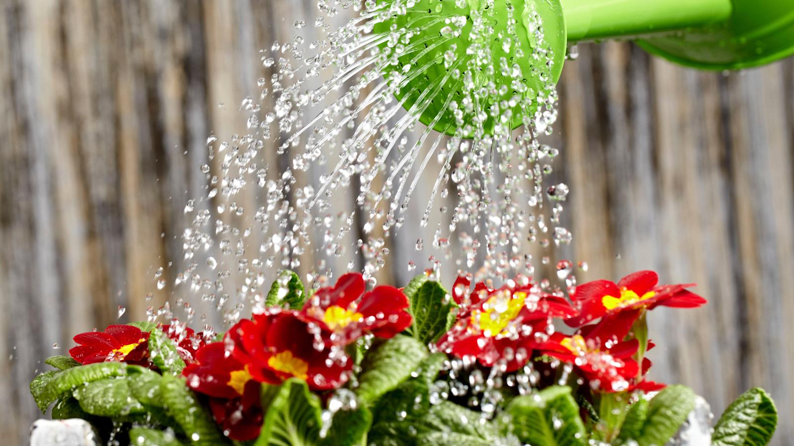 Puutarhan kasteluvälineet – ostajan opas