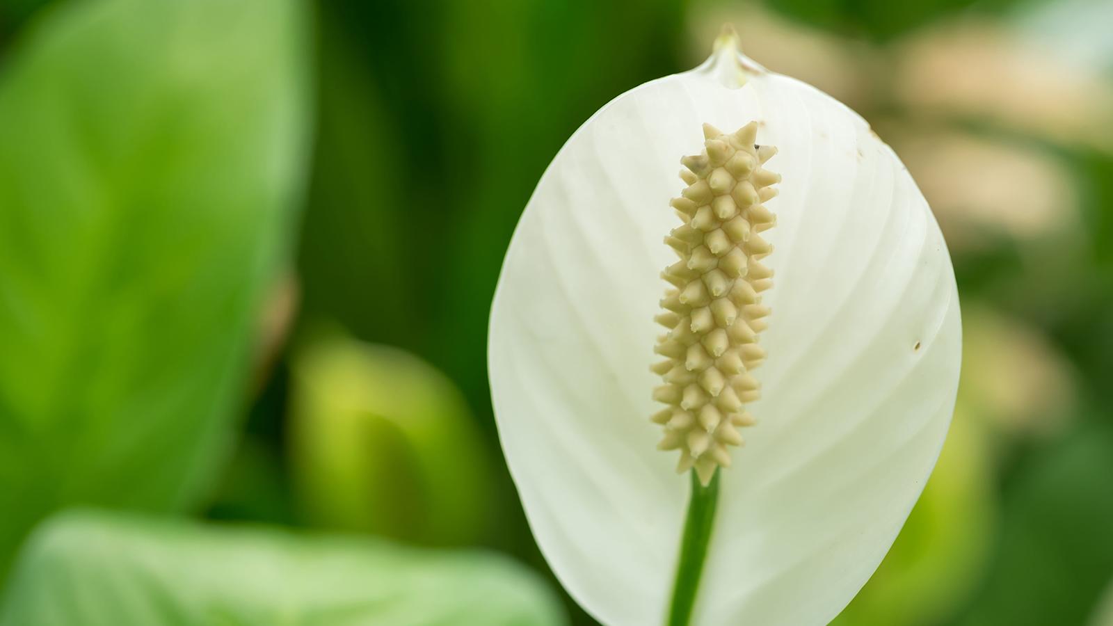 Ilmaa puhdistavat huonekasvit