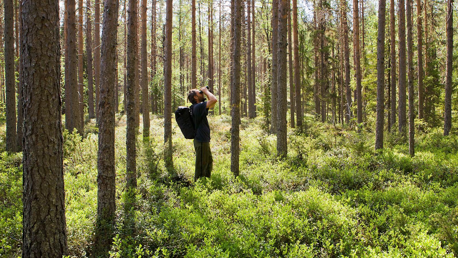 Ohjeet metsään eksymisen varalle