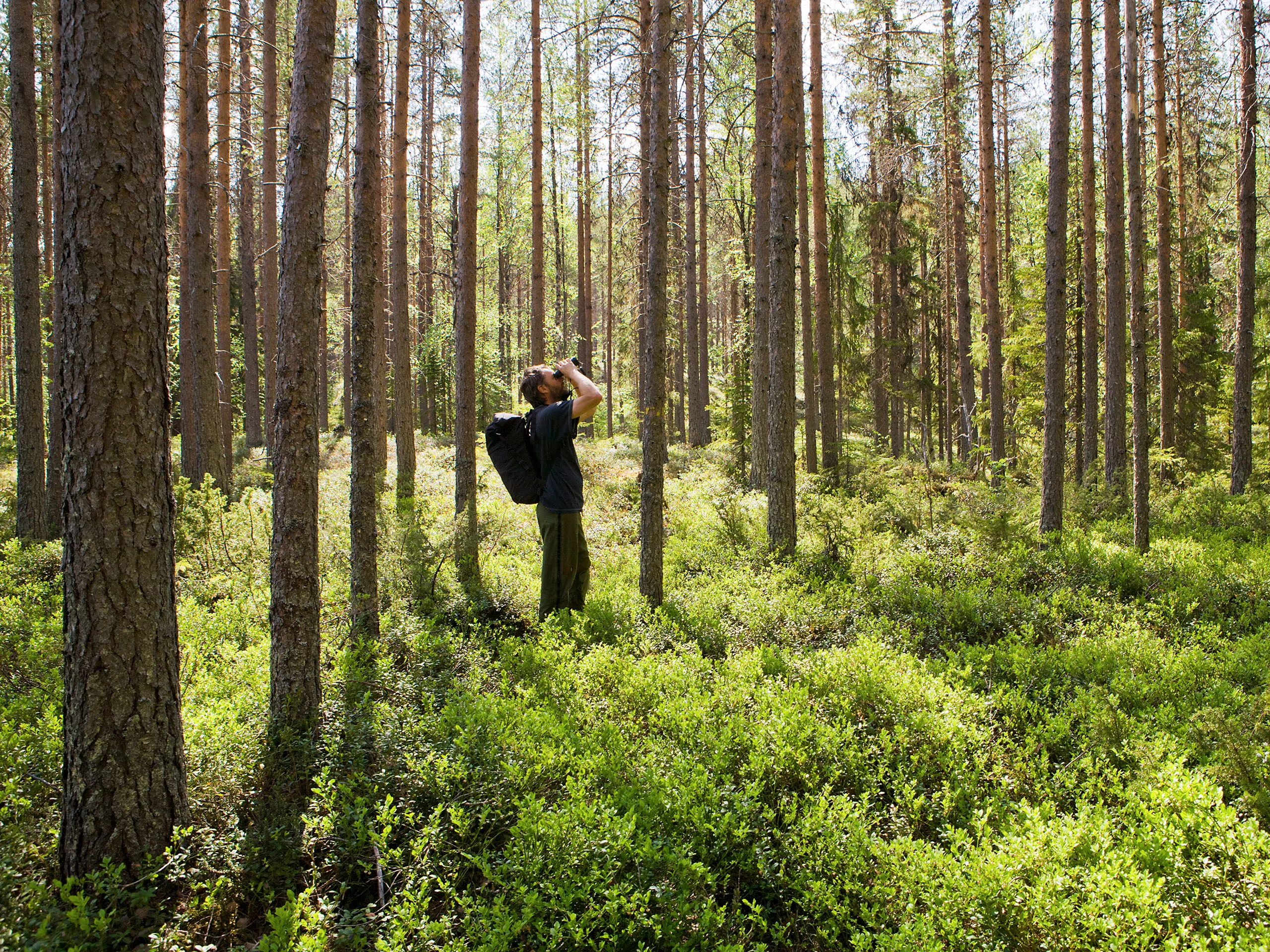 Ohjeet metsään eksymisen varalle