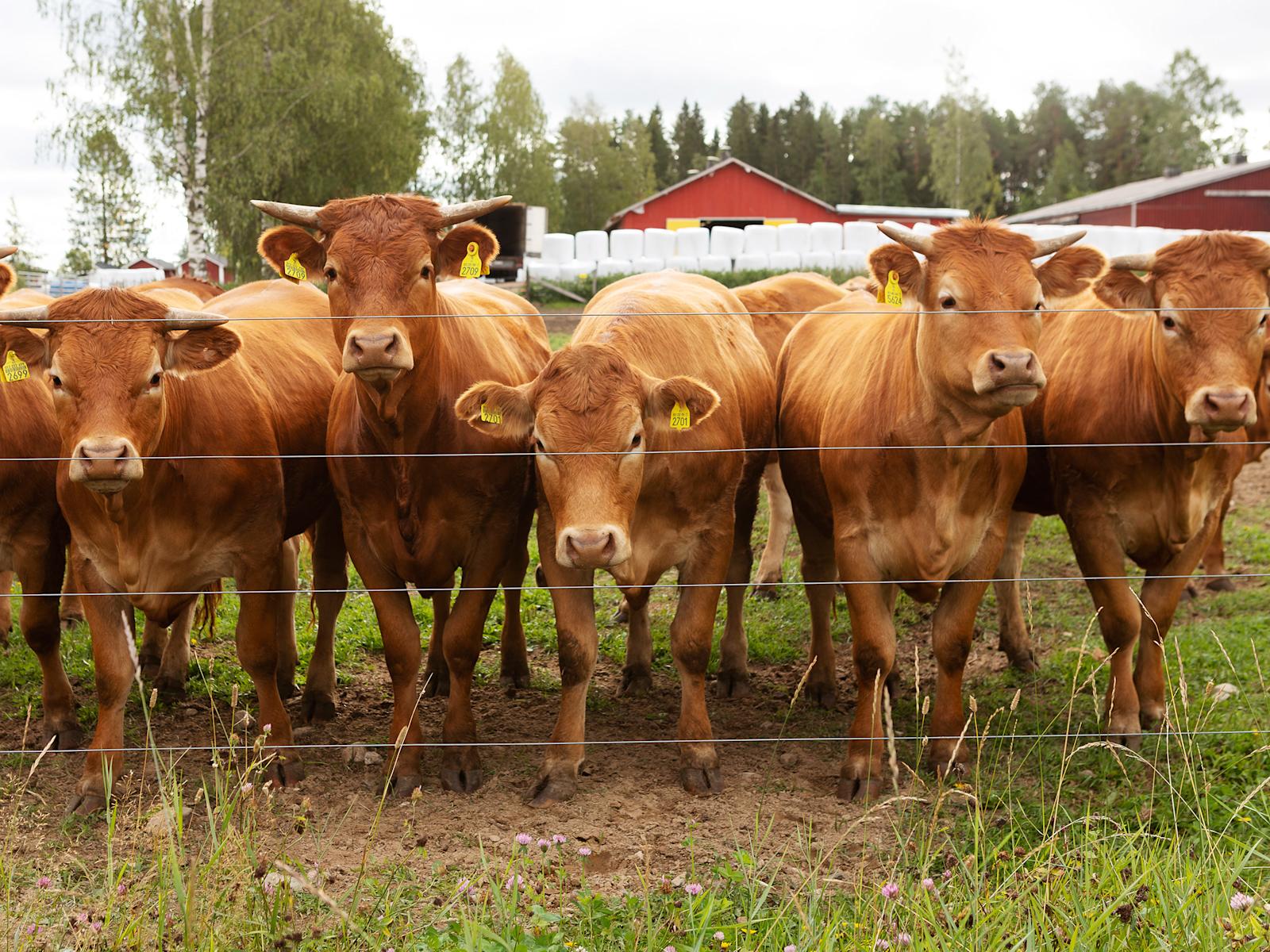 Viskaalin tilan eläimet syövät leipomoiden ylijäämäleipää ja kaikki mahdollinen pyritään kierrättämään.