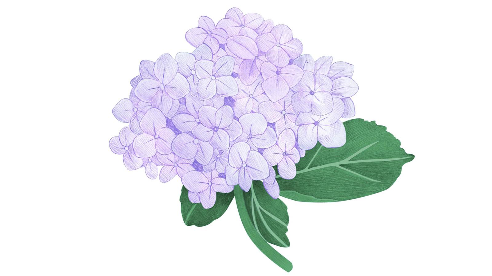 Hortensia