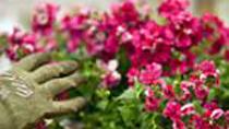 Punainen nemesia