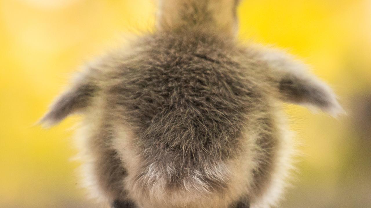 Kanadanhanhen poikaset alkavat seurata emojaan vuorokauden kuluttua kuoriutumisestaan.