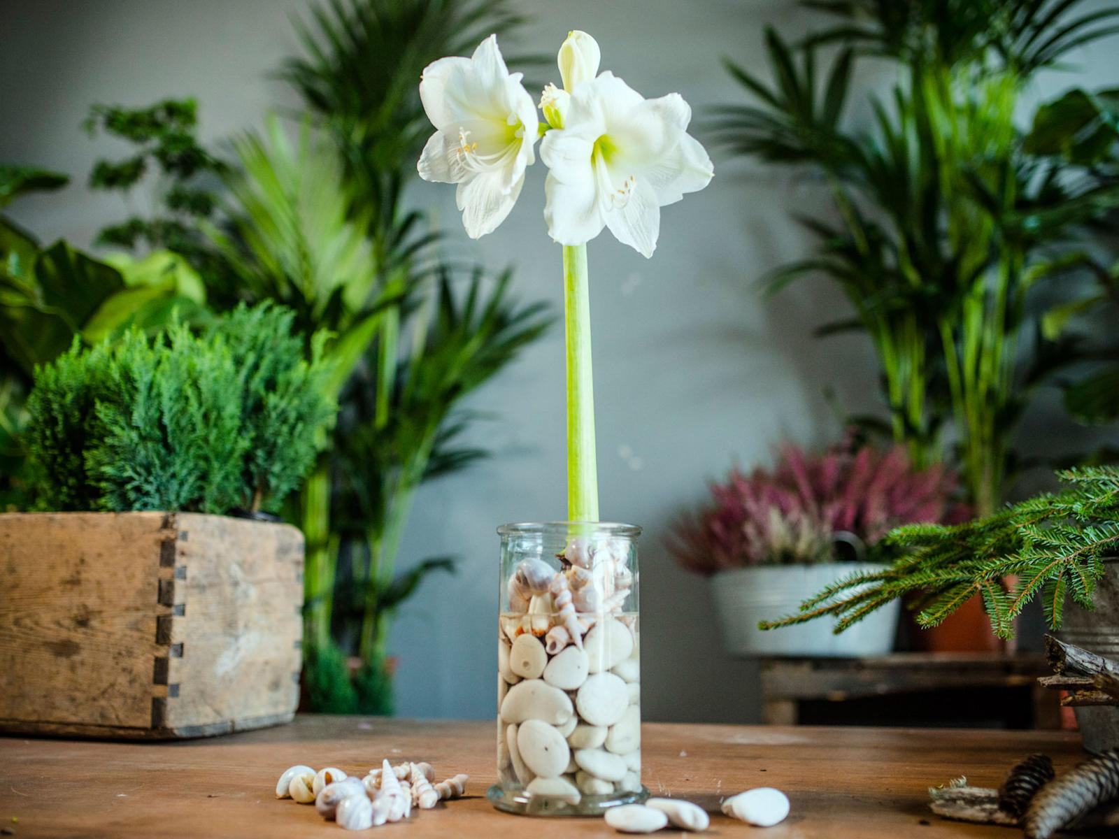 Amaryllis maljakossa