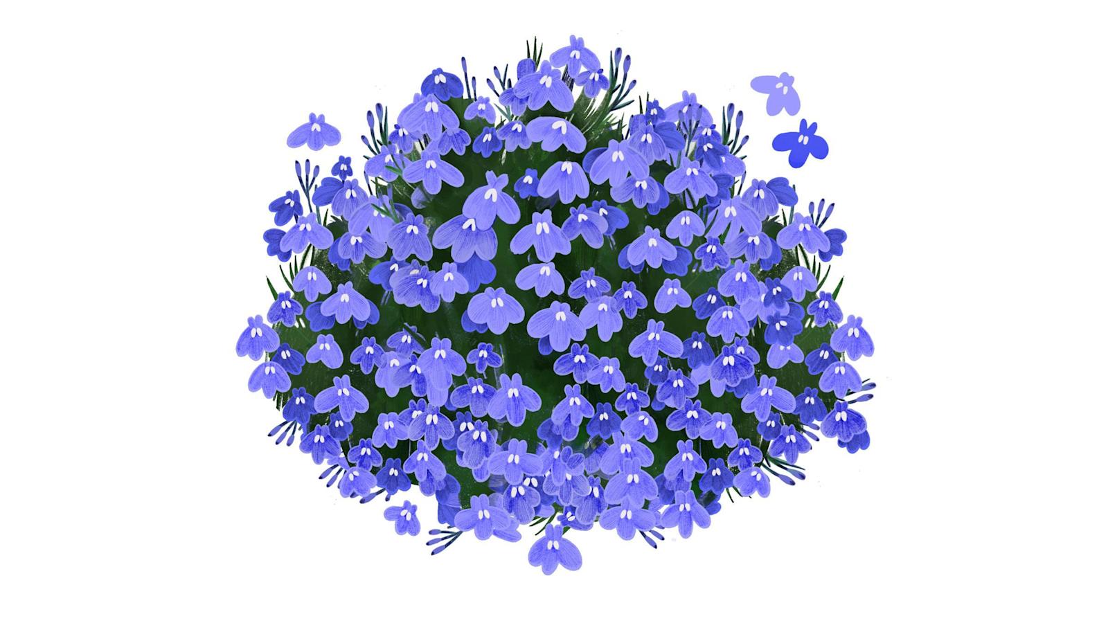 Lobelia