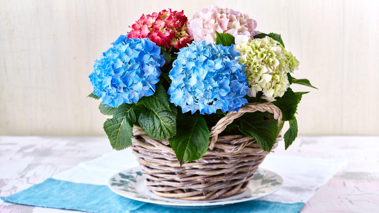 Hortensia on näyttävä mutta tarkka kastelustaan.