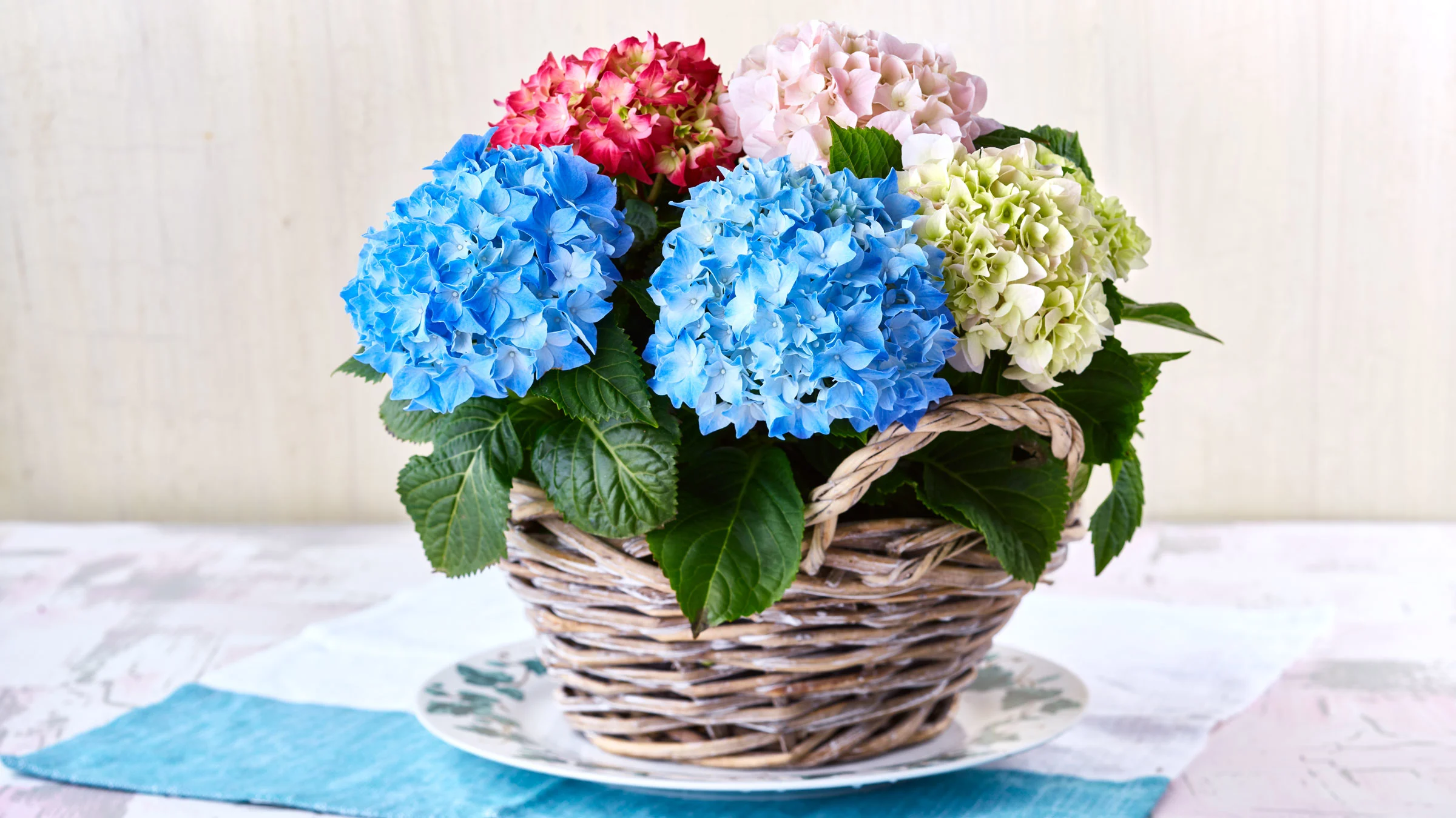 Hortensia on näyttävä mutta tarkka kastelustaan.