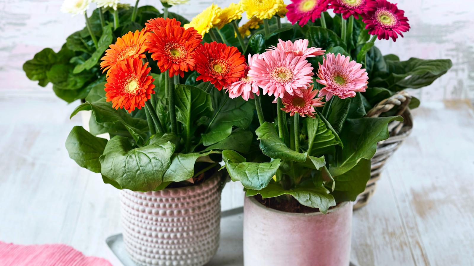 Isokukkainen, pirteä gerbera sopii erinomaisesti kaunistamaan kotia ja kesällä erityisesti myös ulos terassille tai parvekkeelle.