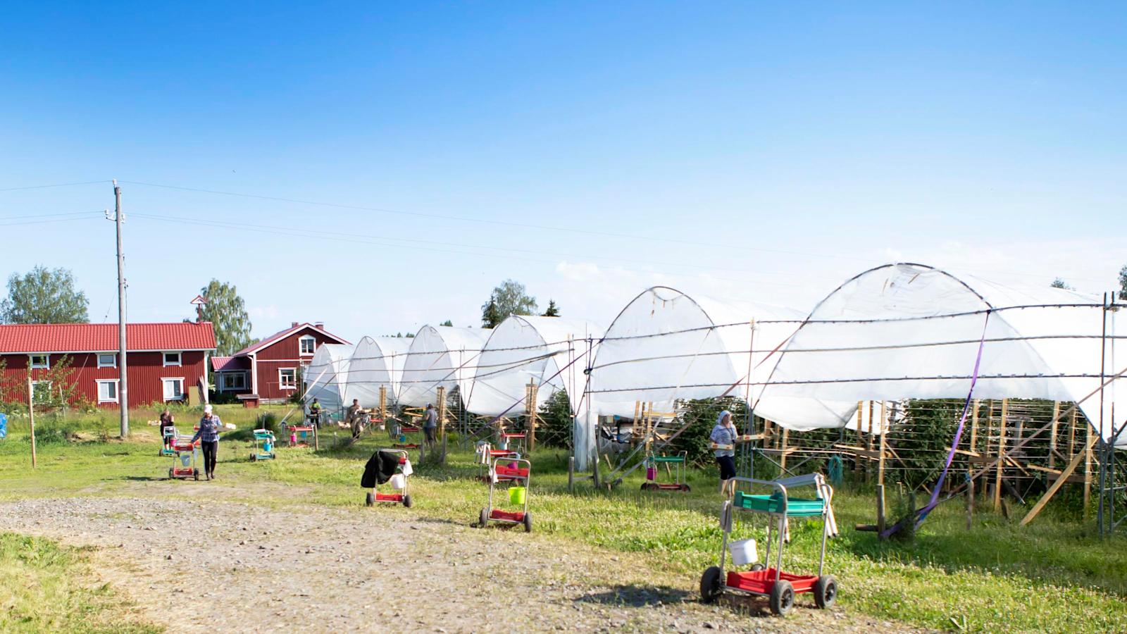 Pakkasmarja