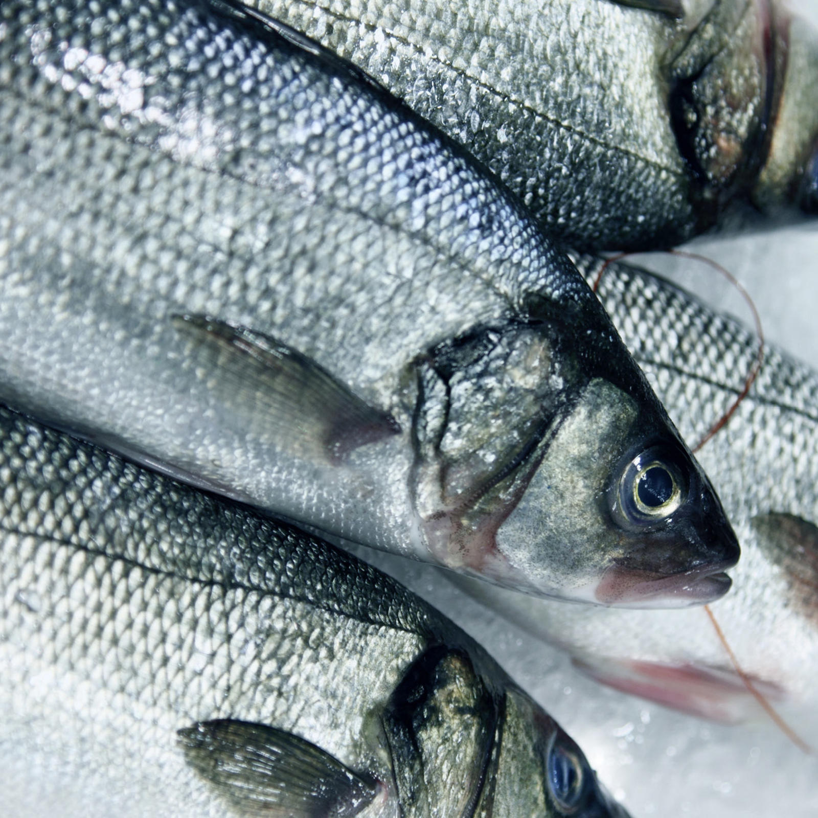 Kalaa jäähileessä