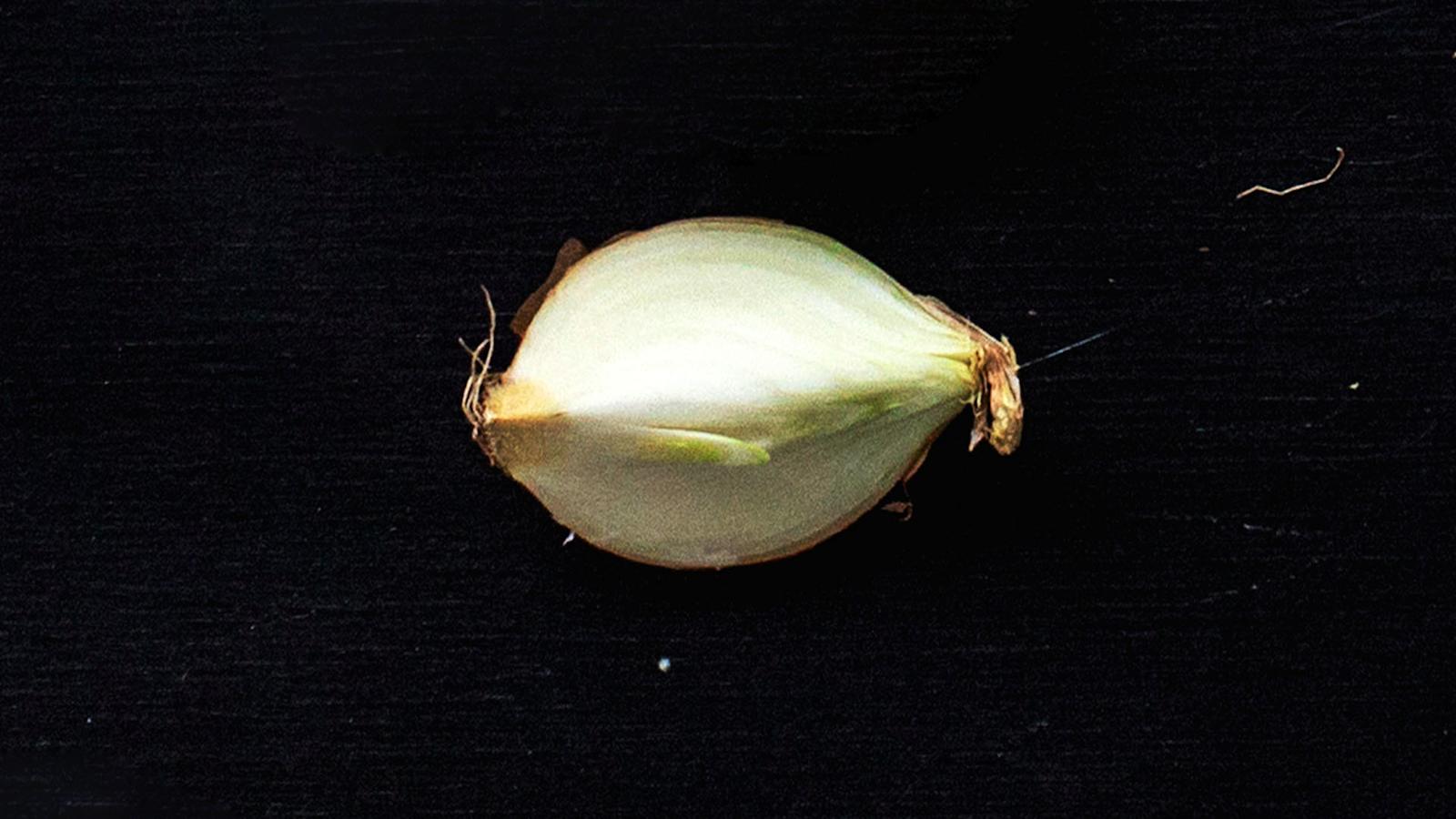 Makea sipuli