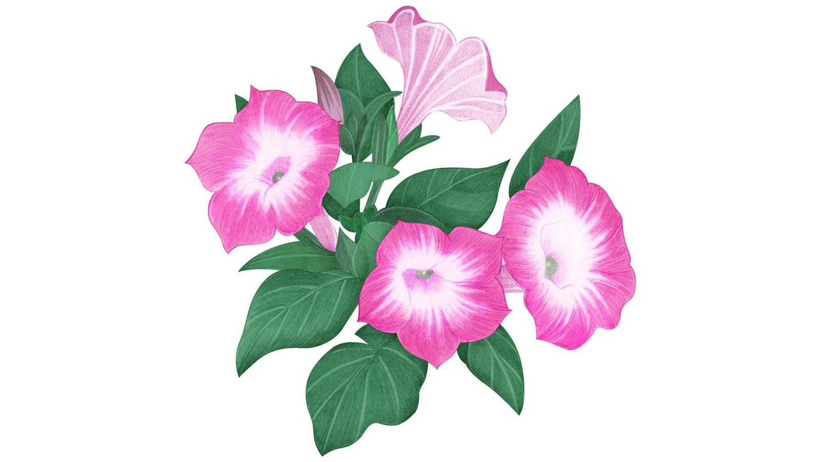 Petunia