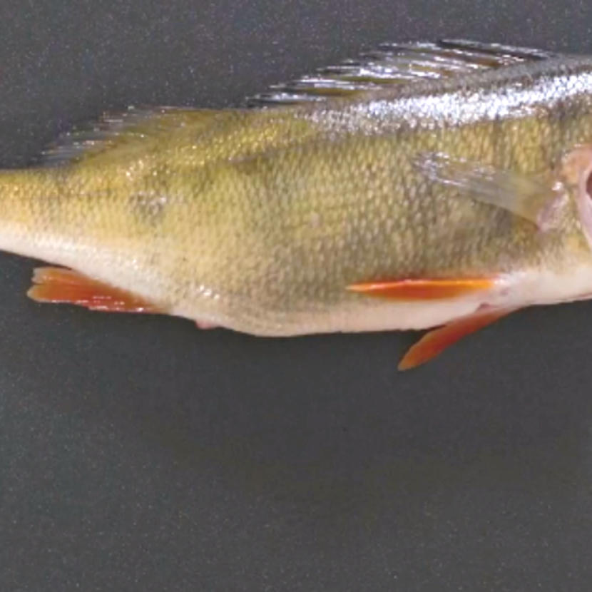 Ahvenen fileointi ruodottomaksi ja nahattomaksi