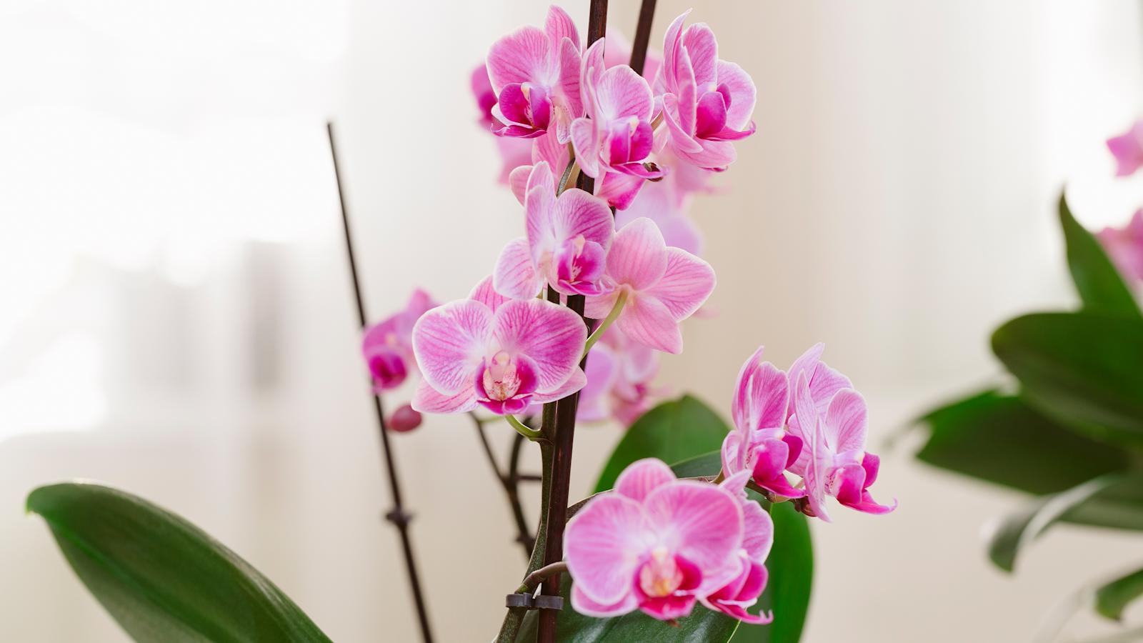 Kaunis kukkiva orkidea, orkidean hoito