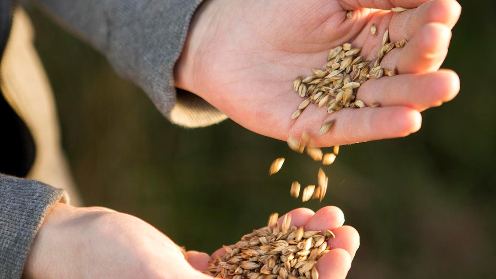 Tilalla viljellään vehnää ja ohraa sikojen ruoaksi. Ne kuivataan omassa kuivurissa.