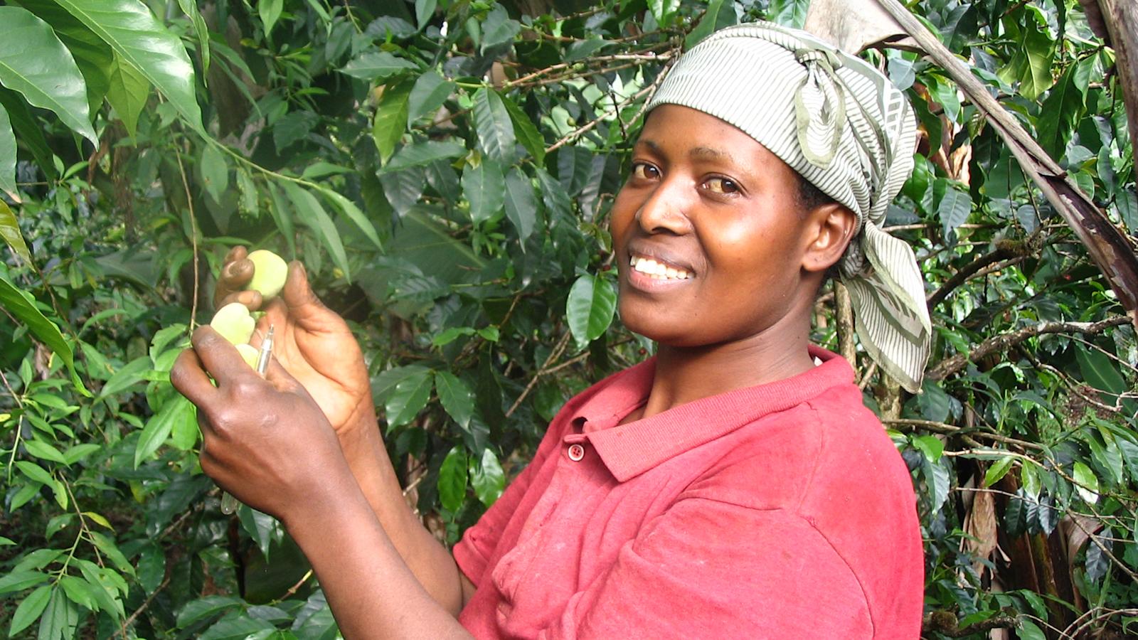 Kahvinviljelijä Godnice Asenta Lema 1,5 hehtaarin tilallaan.