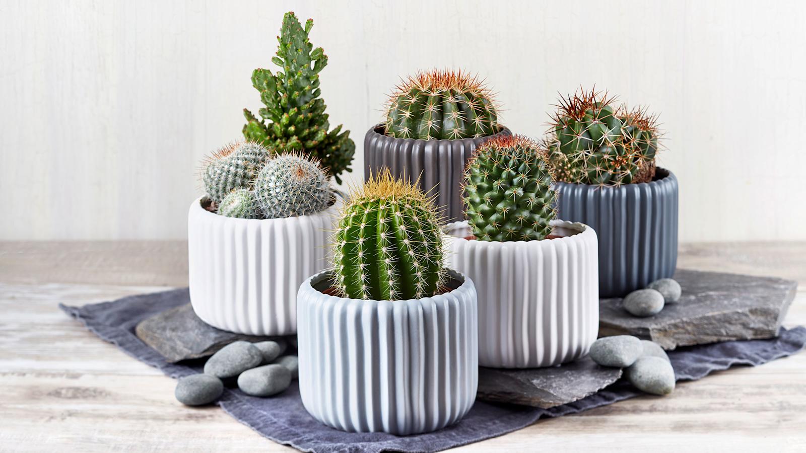 Kaktus, kuukauden kukka