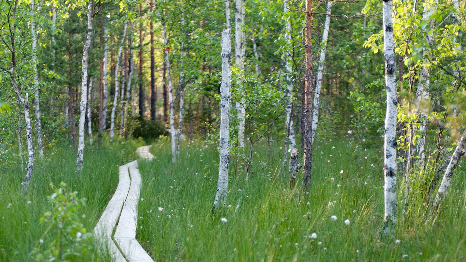 Kurjenrahkan kansallispuisto, Savojärvi