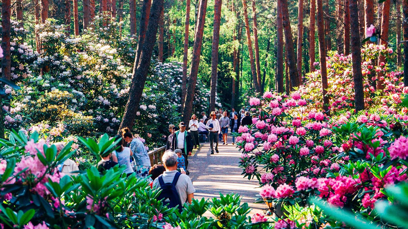 Rhododendronien eli alppiruusujen väriloisto on alkukesästä mykistävän kaunis.
