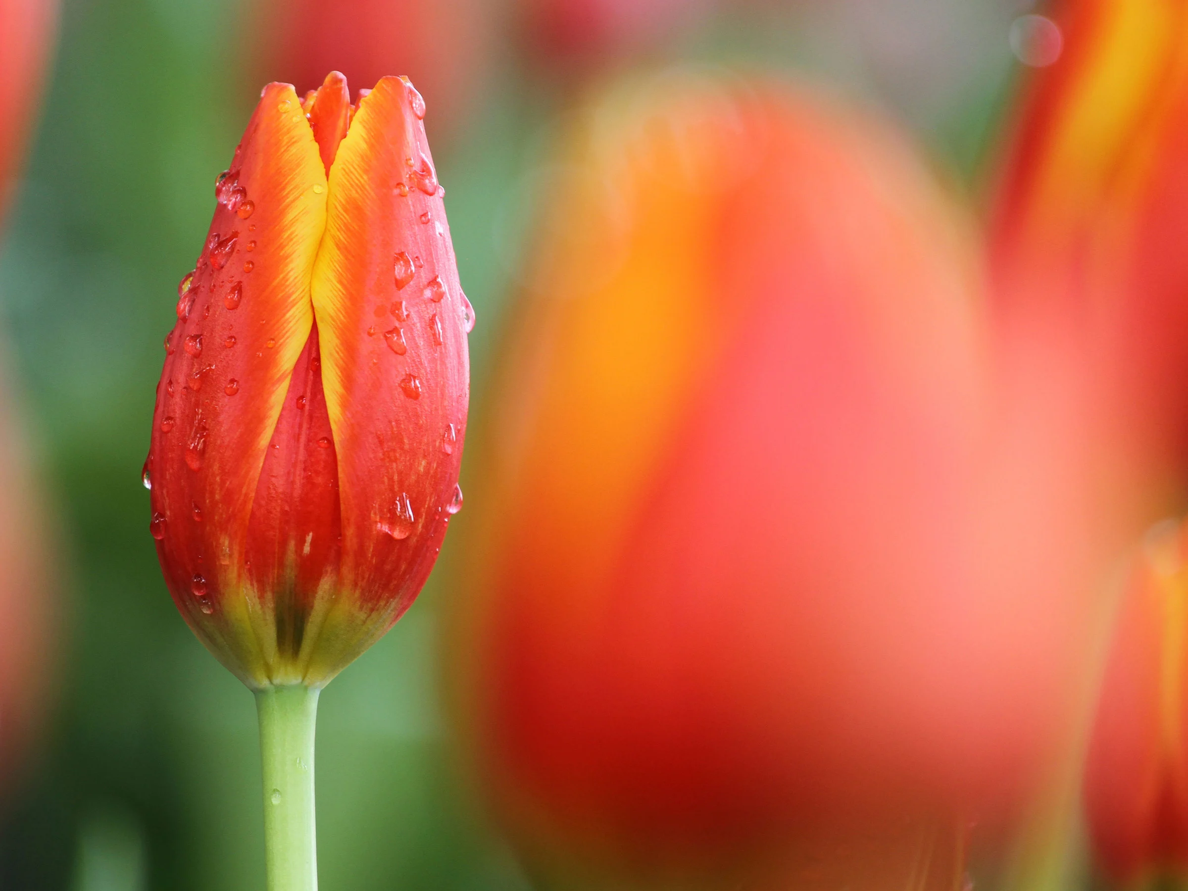 Ideoita tulppaanien sijoitteluun
