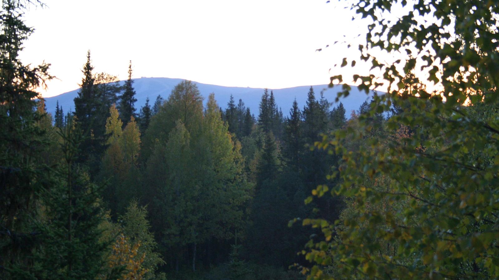 Lyhyt valoitusaika