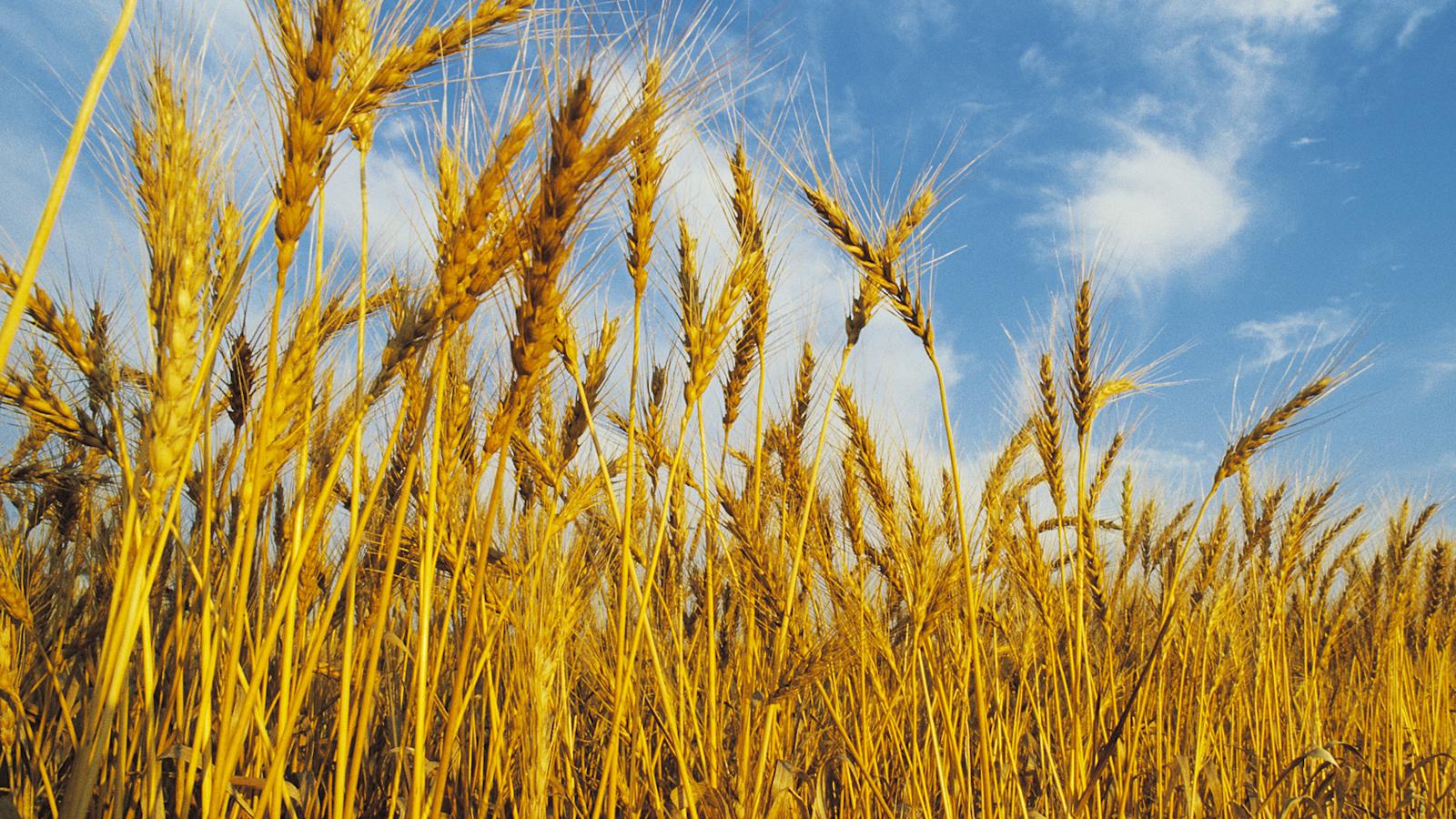 Keliaakikon ruokavalio