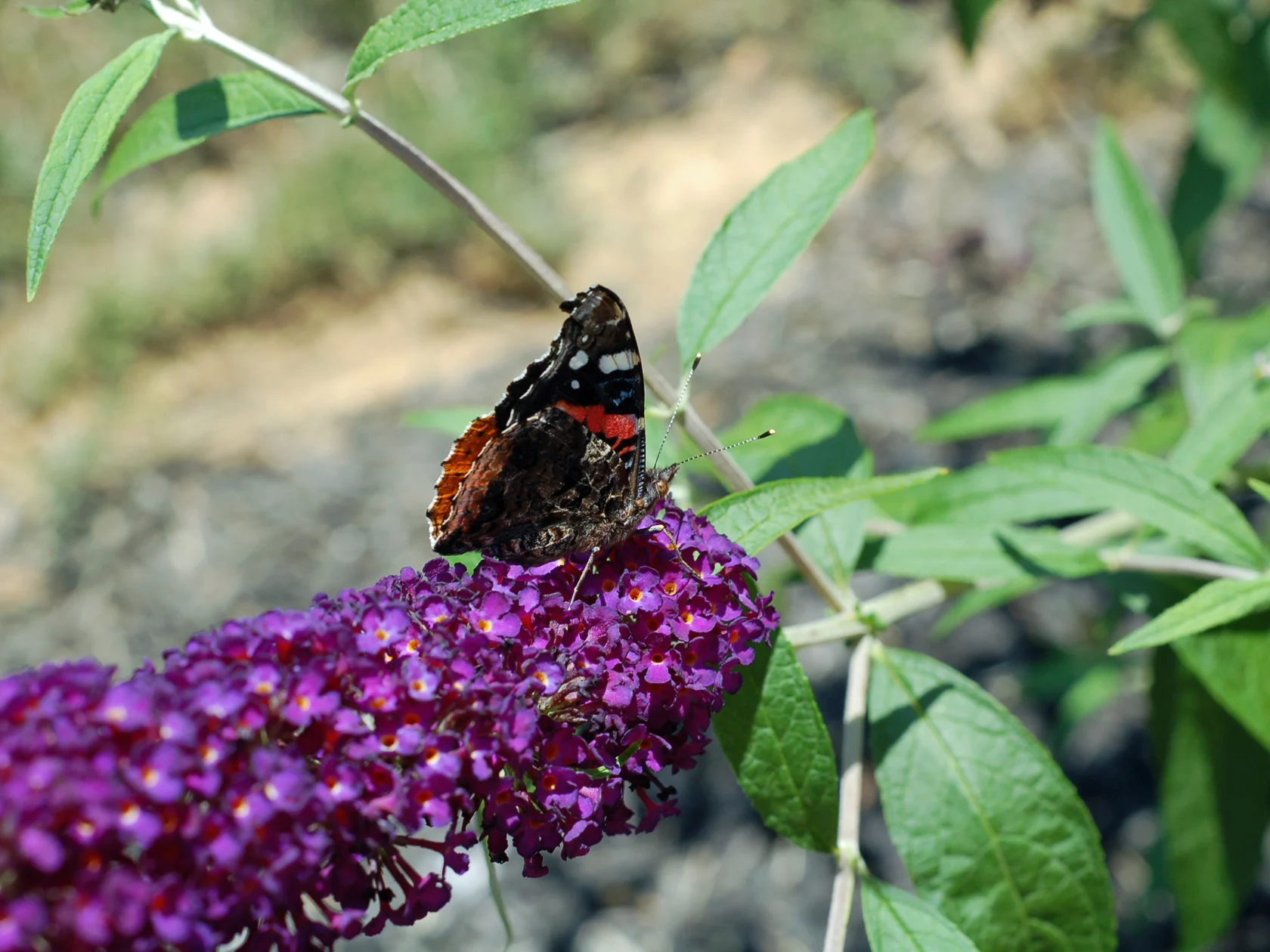 Kasviopas: perhospuutarha