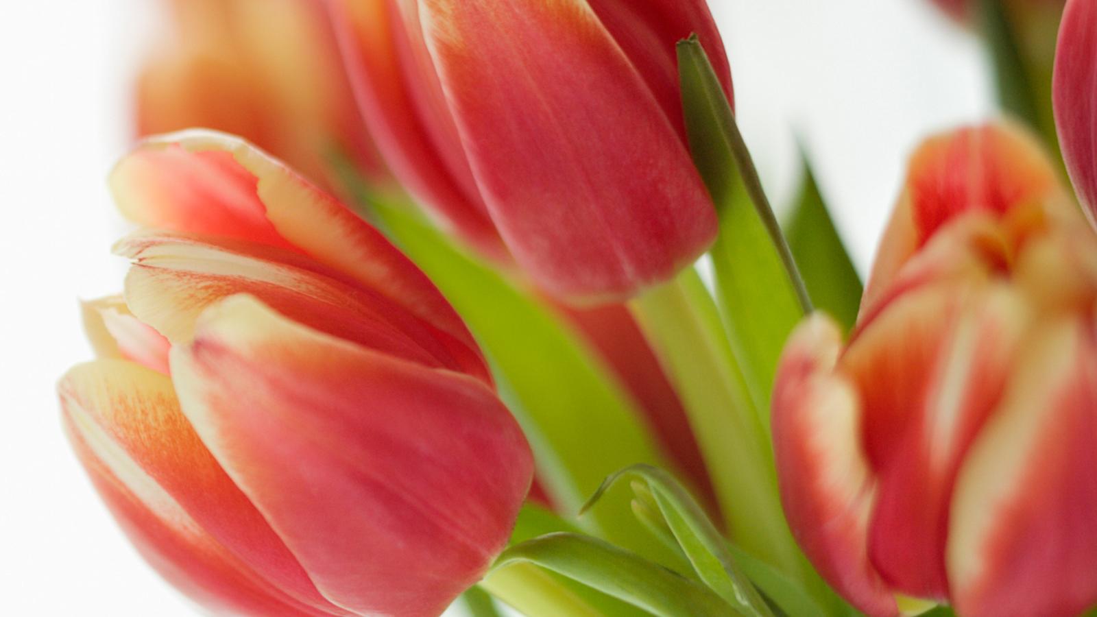 Kasviopas: tulppaanit