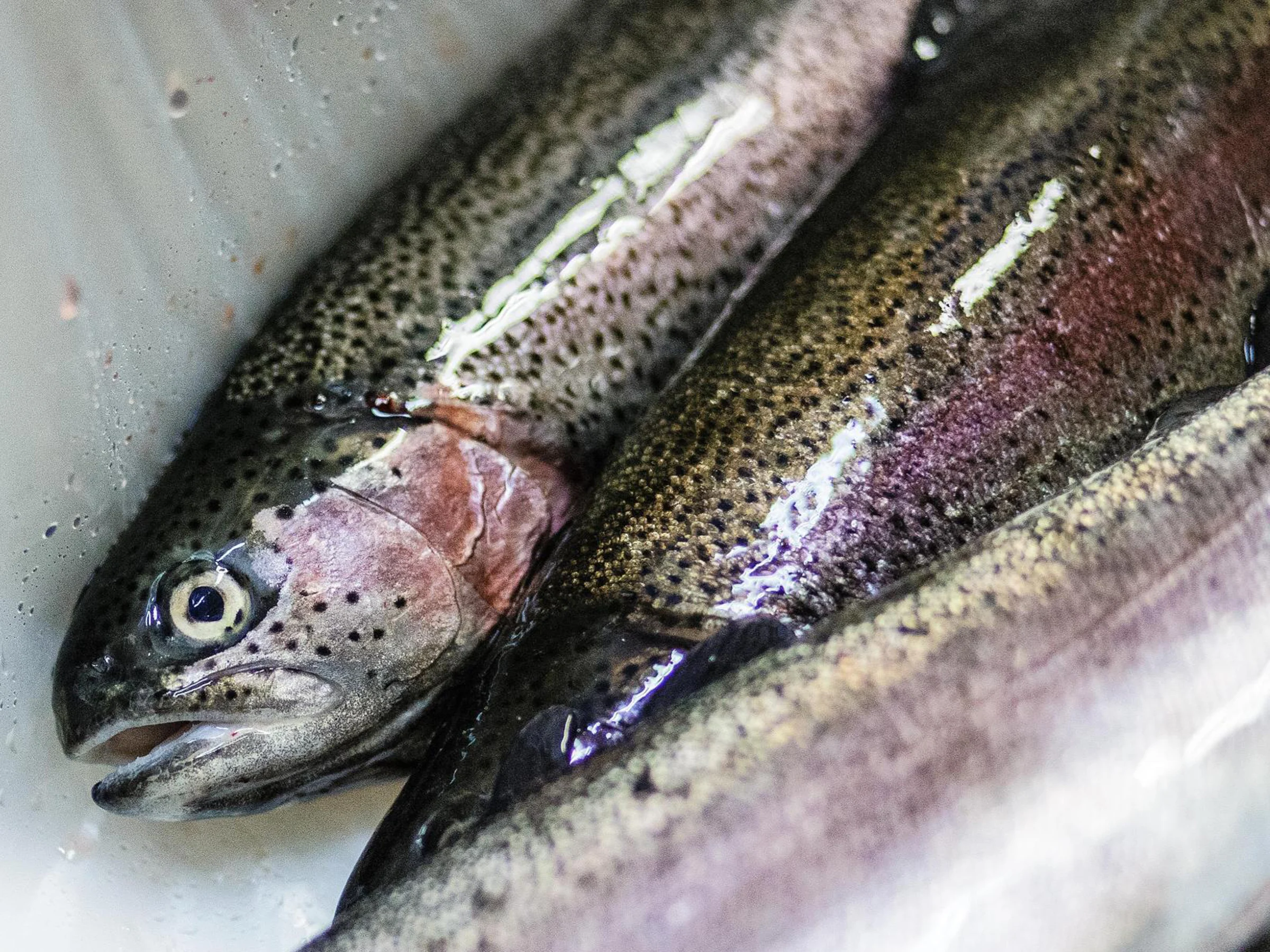 Saimaan tuore