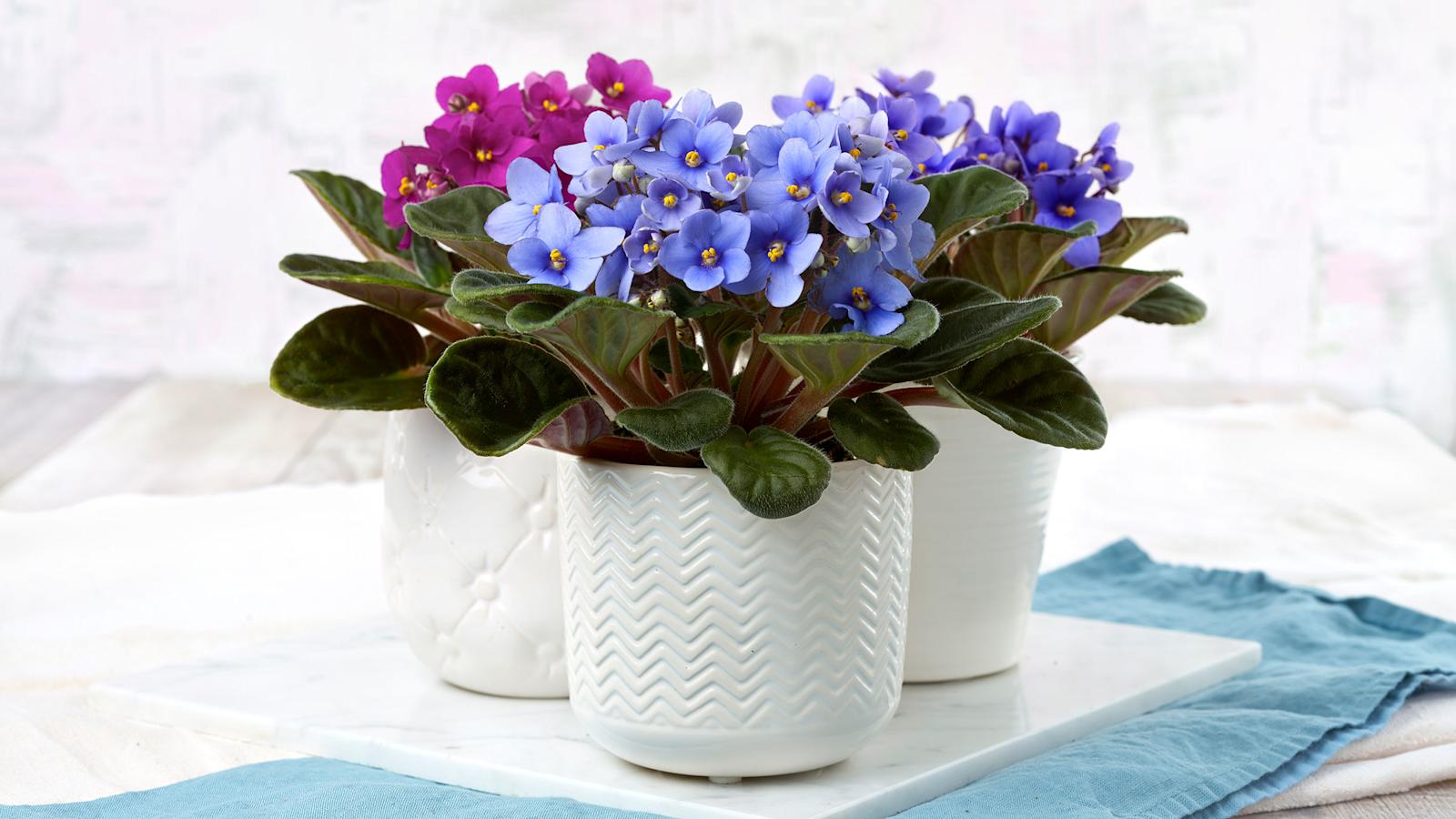 Saintpaulia eli paavalinkukka, kuukauden kukka