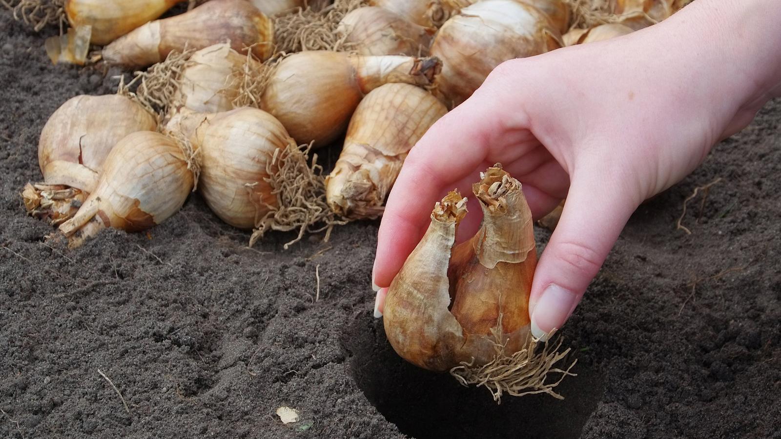 Ohjeet kukkasipulien istuttamiseen