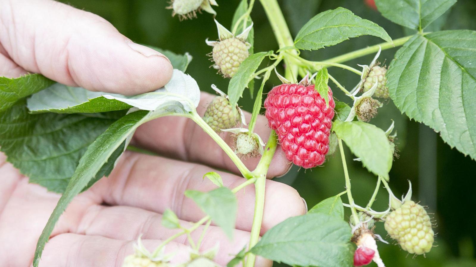 Poiminta aloitetaan klo 4-6. Marjat säilyvät parhaiten, kun ne kerätään viileinä.