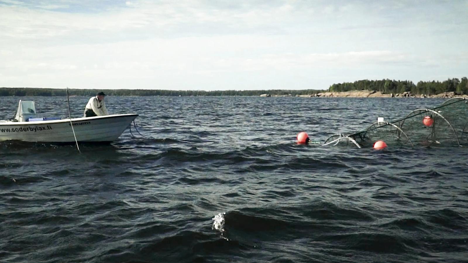 Mikael Lindholm kertoo, että kalat ovat rysässä hylkeiltä suojassa.