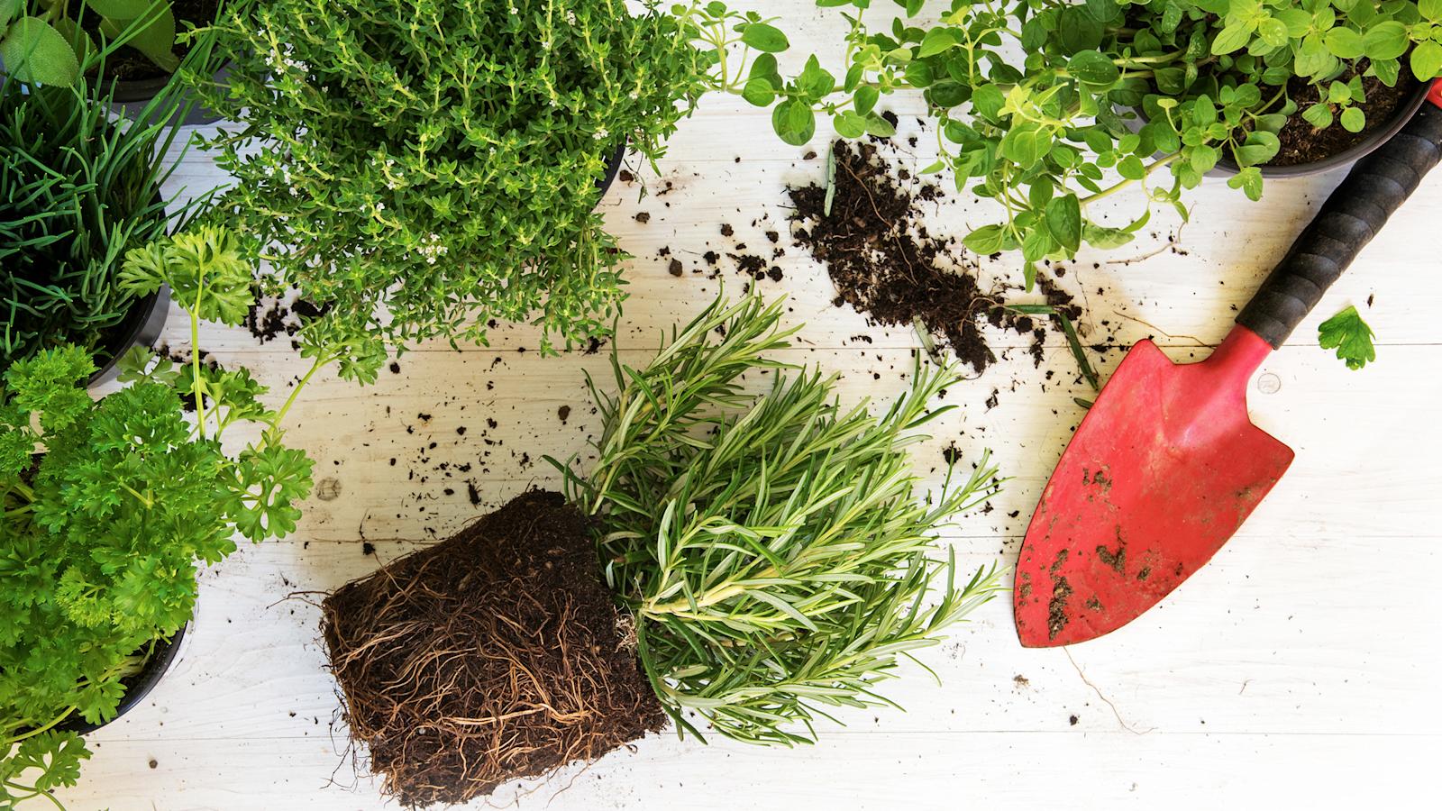 Näin onnistut yrttien kasvatuksessa – asiantuntija vastaa kolmeen yleisimpään kysymykseen