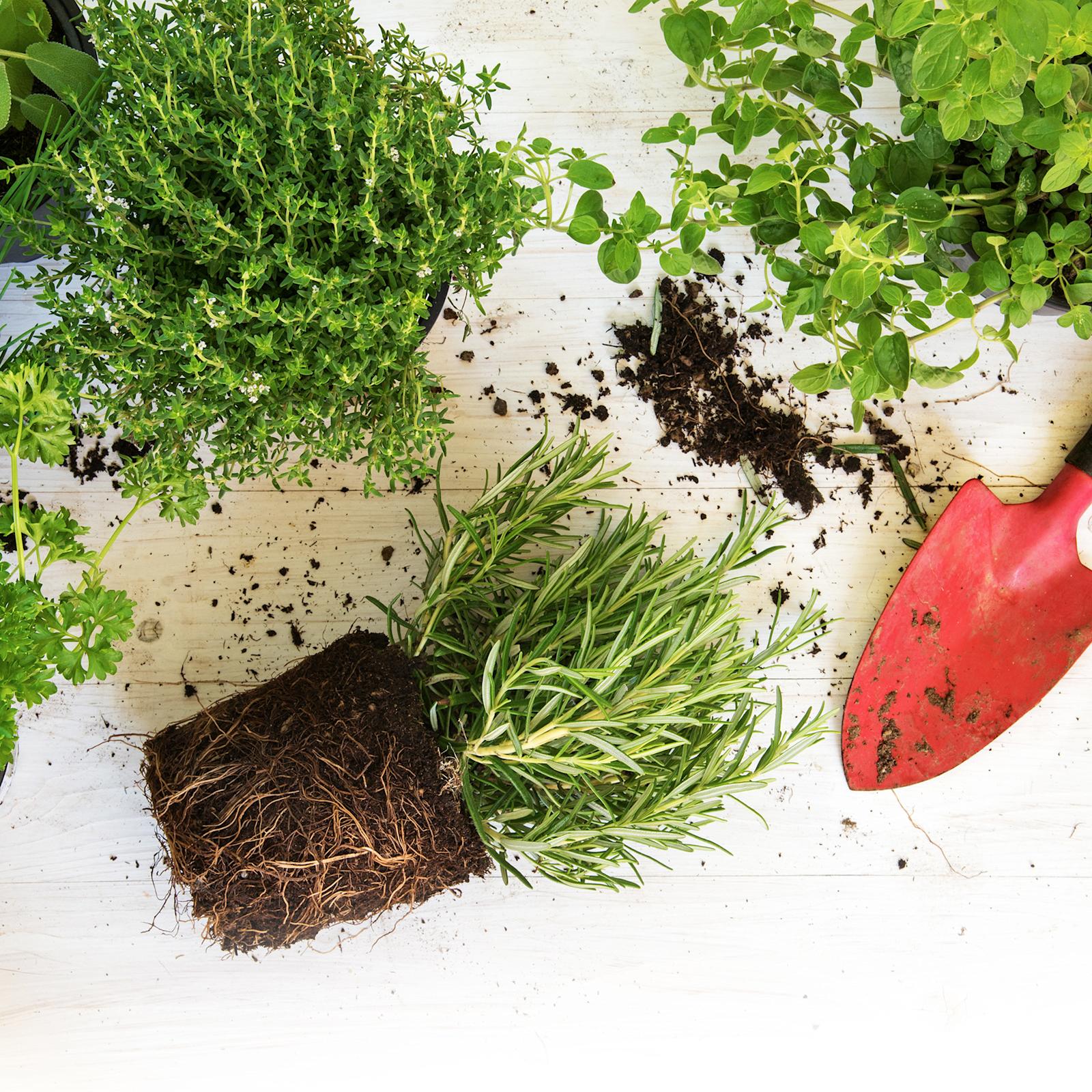 Näin onnistut yrttien kasvatuksessa – asiantuntija vastaa kolmeen yleisimpään kysymykseen