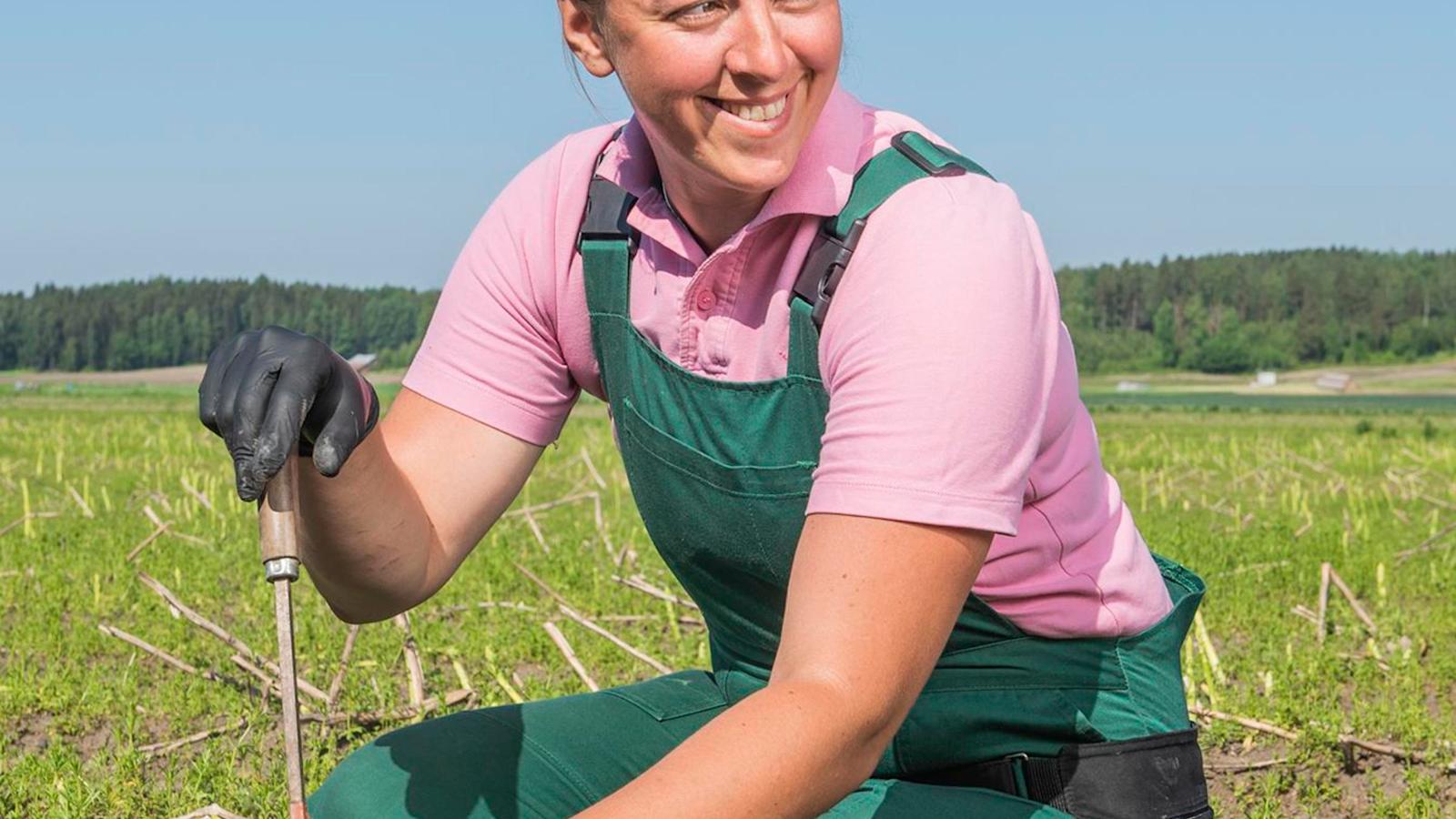Kahdeksatta kesää tilalla työskentelevä Iryna Kurinska katkaisee parsan tarkasti oikeasta kohdasta.