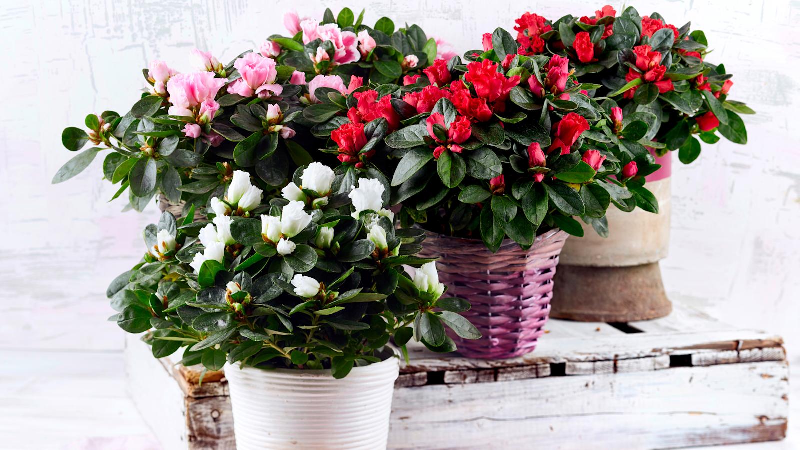 Atsalea on upeasti kukkiva alppiruusun sukulaiskasvi.