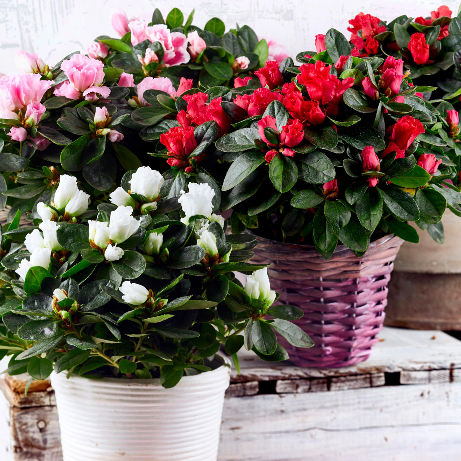 Atsalea on upeasti kukkiva alppiruusun sukulaiskasvi.