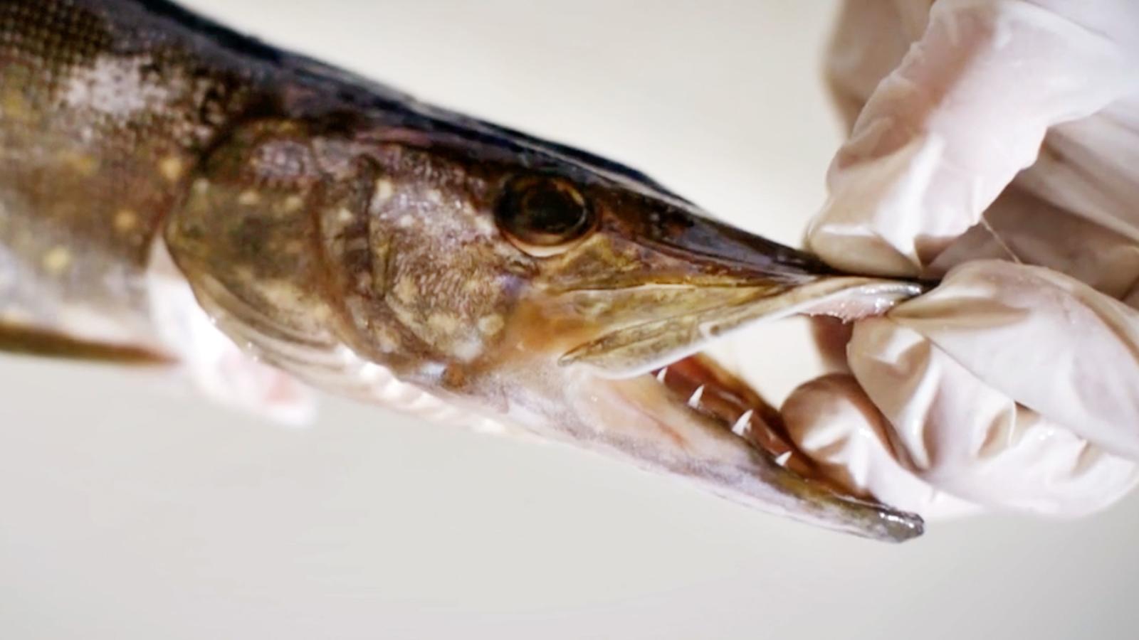 Ahvenen ja hauen perkaus