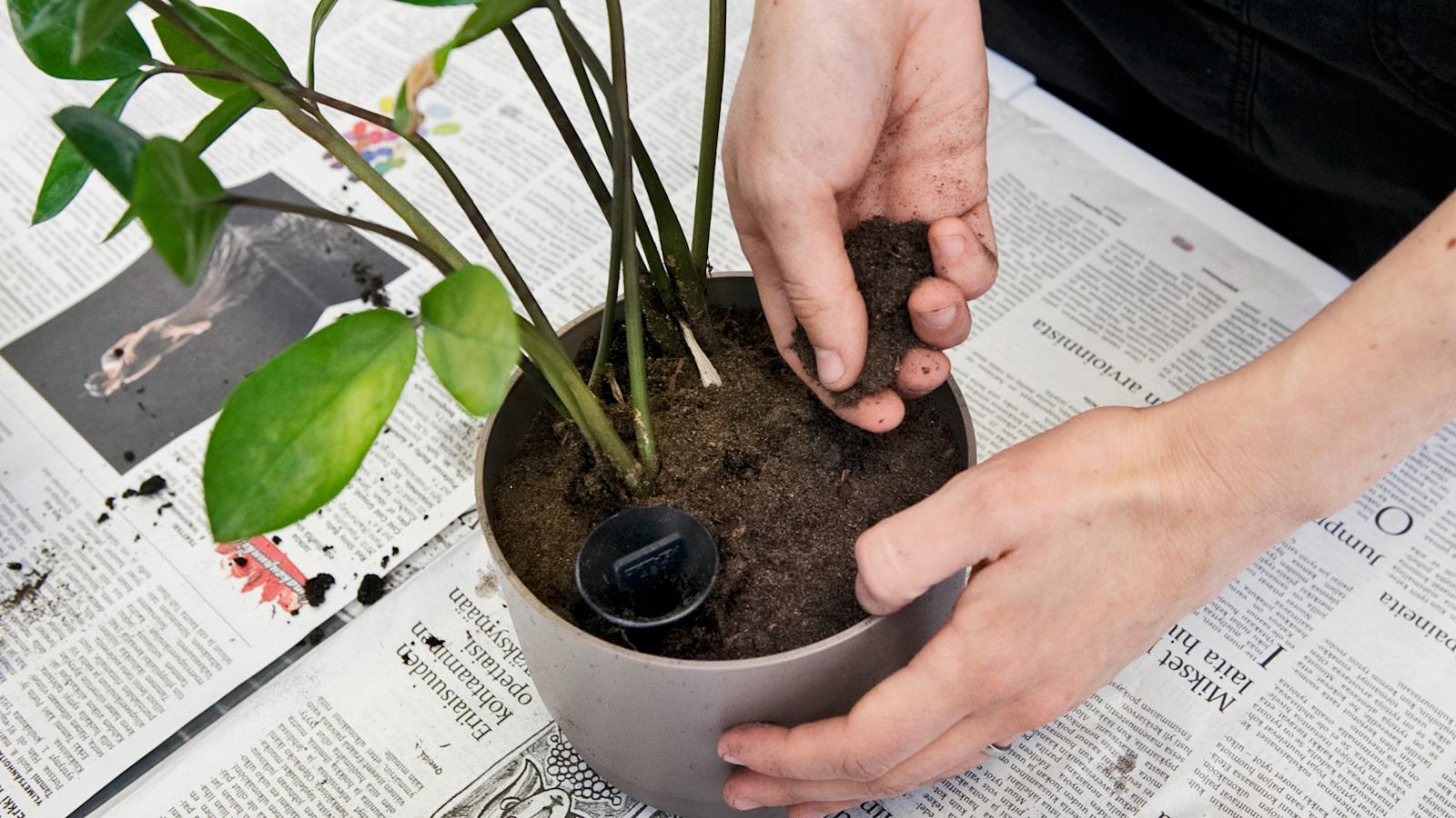 Huonekasvien mullanvaihto