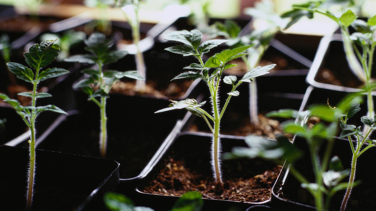 Taimihyllyn teko-ohjeet