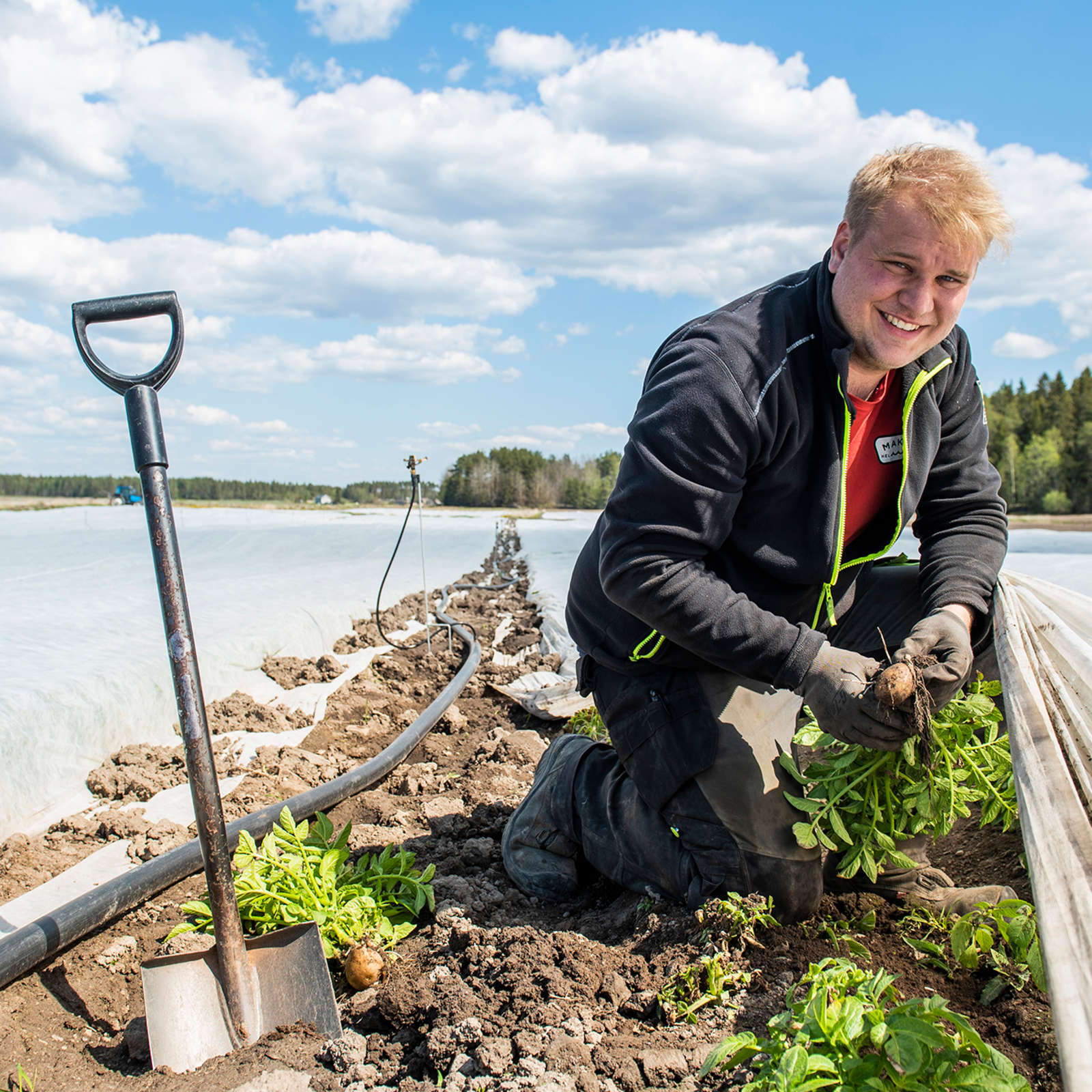 Maanviljelijä Juho Aula näyttää harson alta löytyvät solist-lajiketta olevat varhaisperunat.