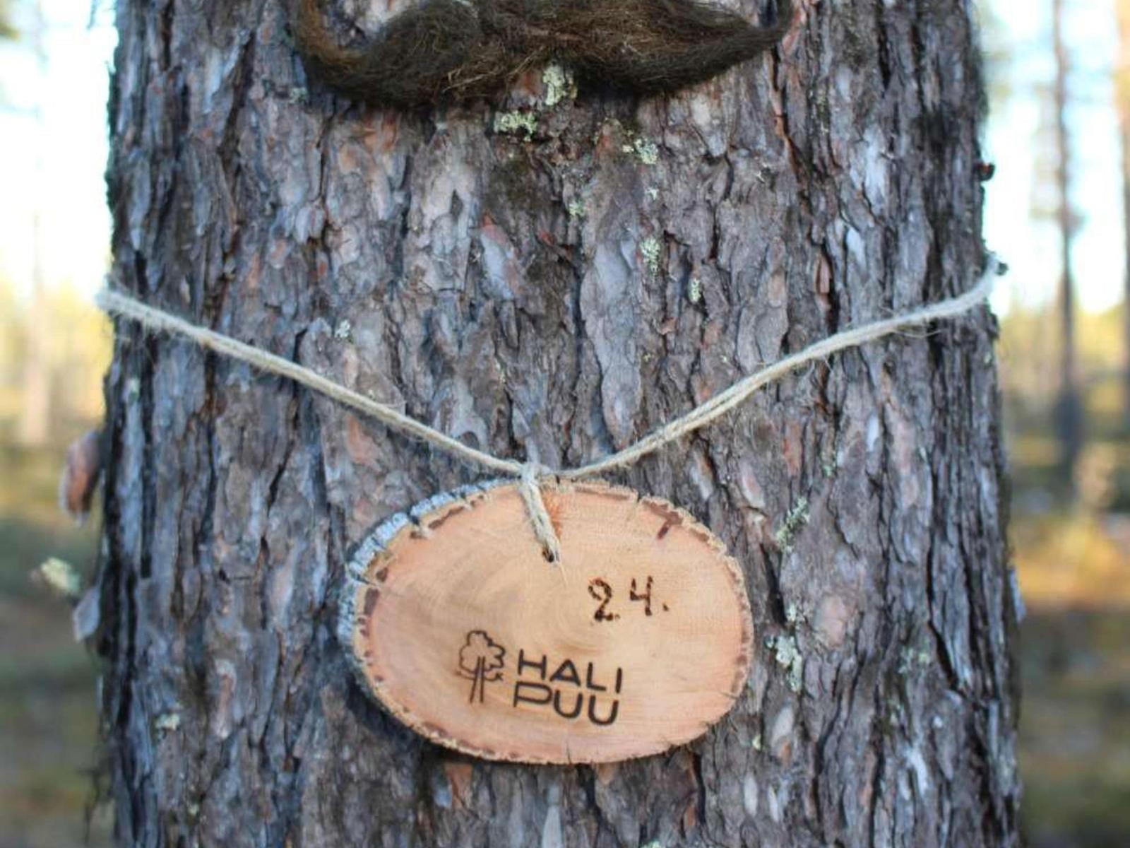 Halipuu vuokraa puita adoptoitavaksi. Ihastele puuta netin tai Periscopen kautta tai käy halaamassa paikan päällä.