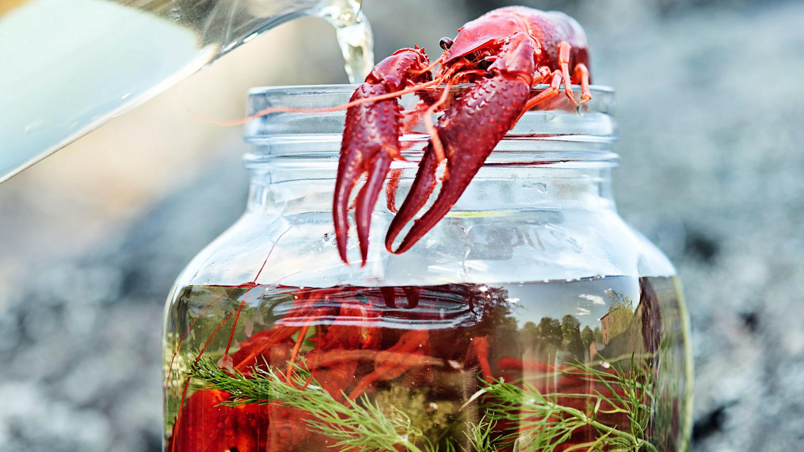 Elvytysliemi pakasteravuille