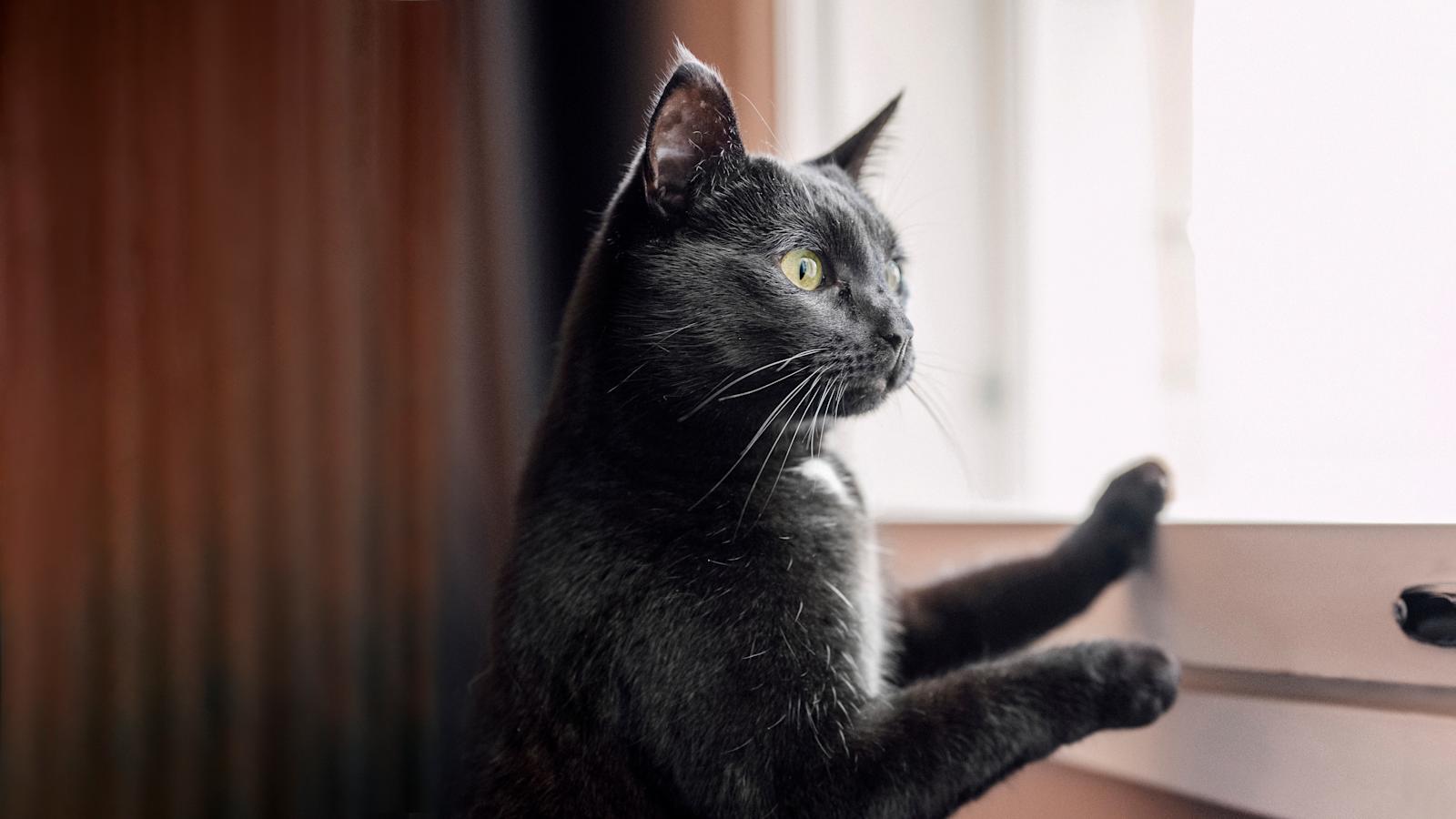 Maatiaiskissa Pasi katselee hotellin ikkunasta ulos.