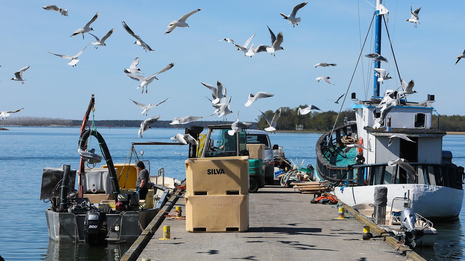 Silli kutee keväällä, kesällä se syö ja pulskistuu. Syksyllä rasva imeytyy lihakseen ja silloin silli on parhaimmillaan.