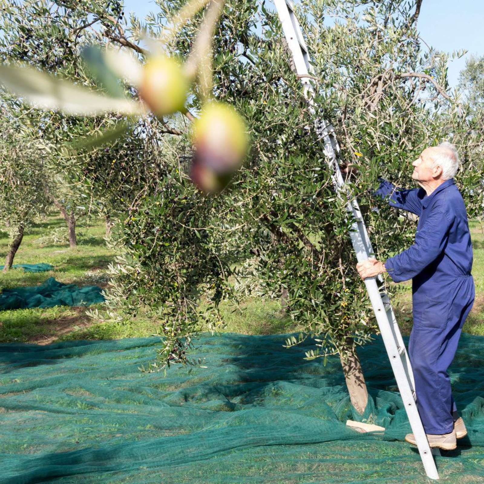 Raffaello Lippi korjaa satoa. Hänellä on tuhat oliivipuuta neljän hehtaarin alueella.